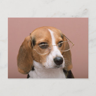 Postal Beagle con gafas