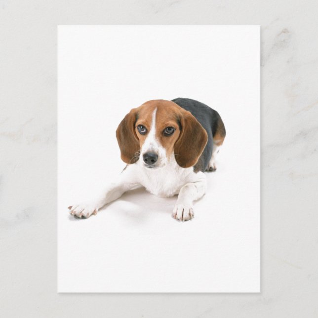 Postal Beagle Dog (Anverso)