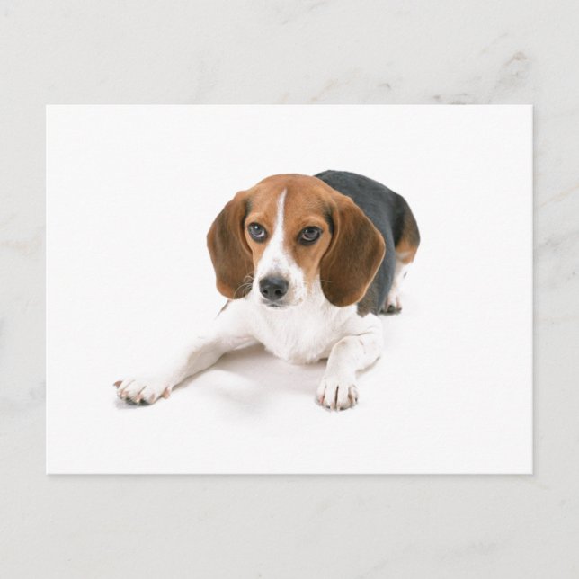 Postal Beagle Dog (Anverso)