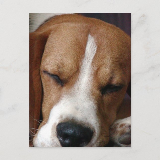 Postal Beagle durmiente (Anverso)