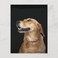 Beagle Golden Lab Mix mirando hacia un lado