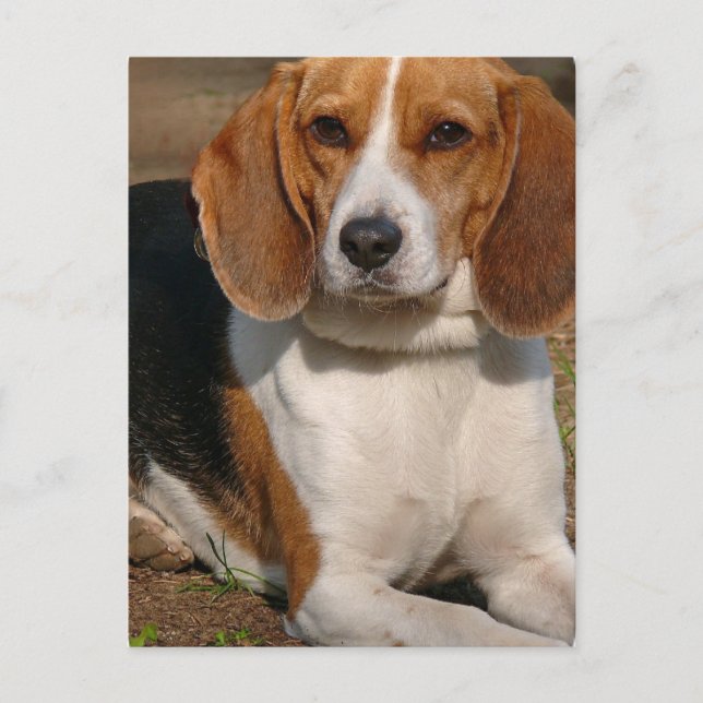 Postal Beagle Hound (Anverso)