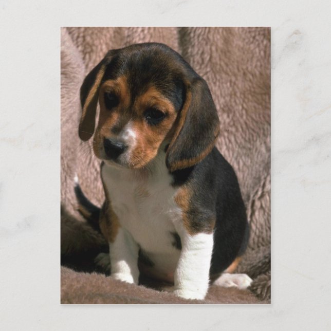 Postal Beagle pup (Anverso)