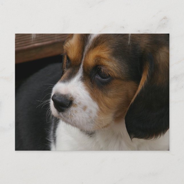 Postal Beagle Pup (Anverso)