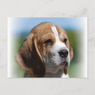 Postal Beagle Puppy