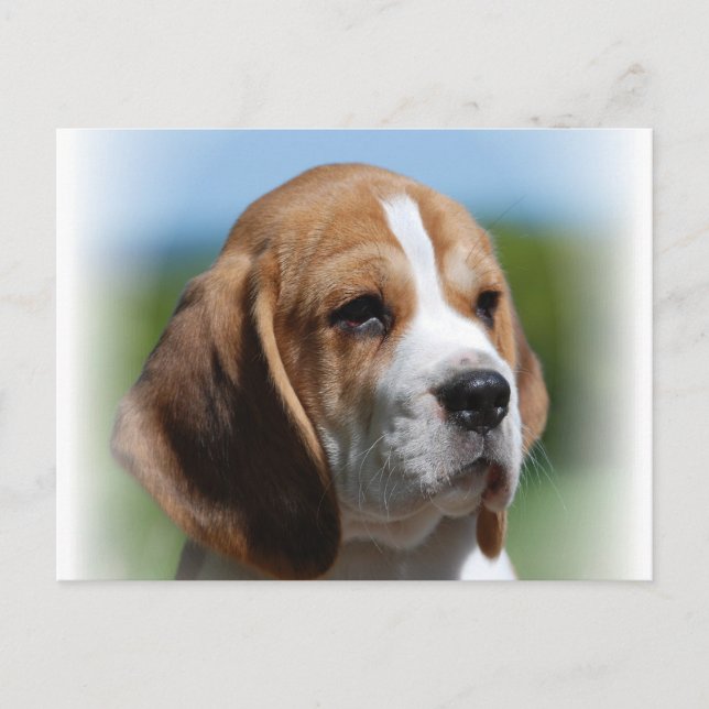 Postal Beagle Puppy (Anverso)