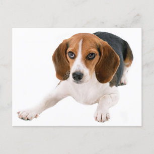 Postal Beagle Puppy Dog Blank Hola, Gracias, Srta.