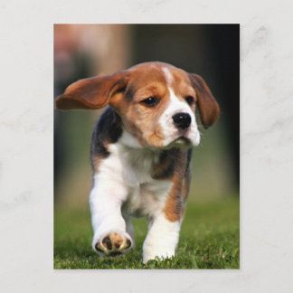 Postal Beagle Puppy Love