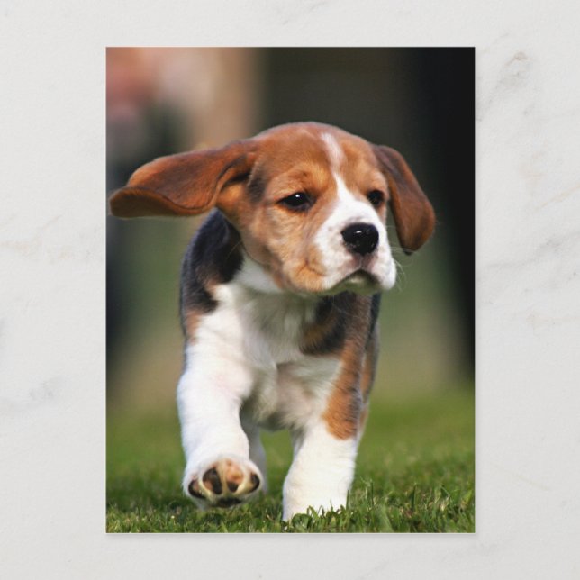 Postal Beagle Puppy Love (Anverso)