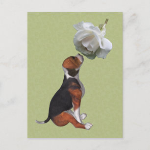 Postal Beagle Puppy White Rose Cute Dote