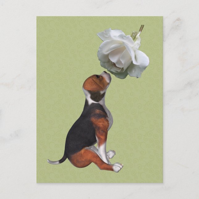 Postal Beagle Puppy White Rose Cute Dote (Anverso)