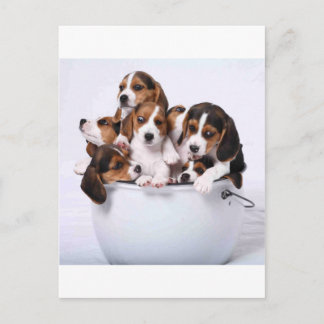 Postal Beagles en cubo