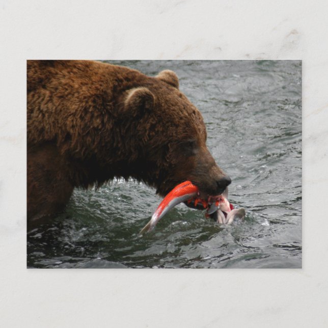 Postal Bear closet, Brooks Falls Alaska (Anverso)