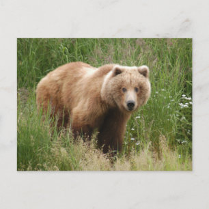 Postal Bear closet, Brooks Falls Alaska