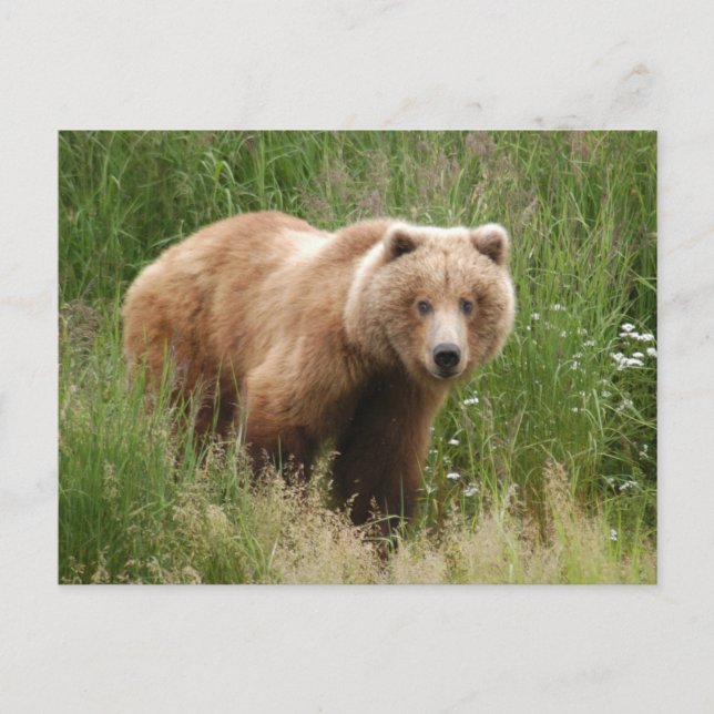 Postal Bear closet, Brooks Falls Alaska (Anverso)