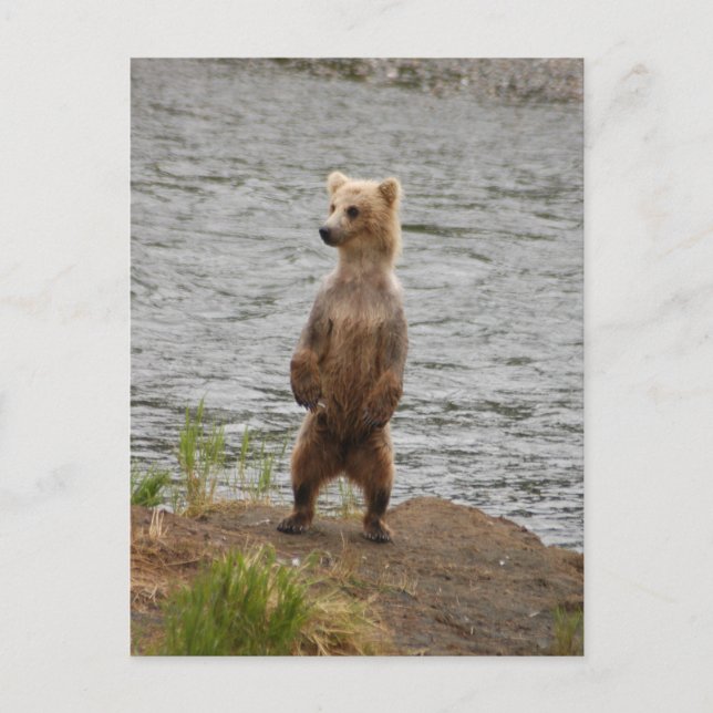 Postal Bear closet, Brooks Falls Alaska (Anverso)