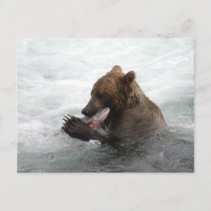 Postal Bear closet, Brooks Falls Alaska