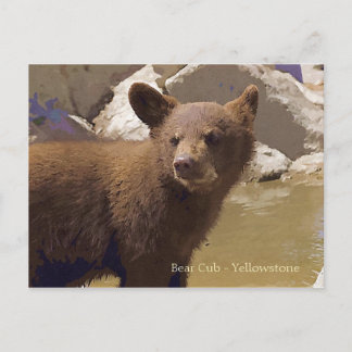 Postal Bear Cub., Yellowstone
