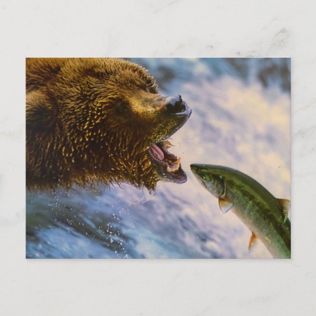 POSTAL BEAR FISH WILD ANIMAL POSTCROSSING (Anverso)