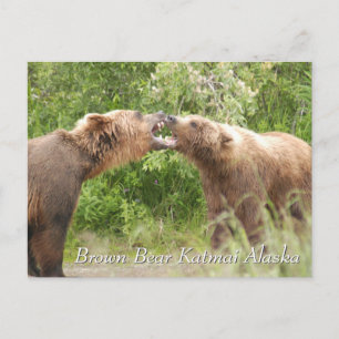 Postal Bear marrón Katmai Alaska