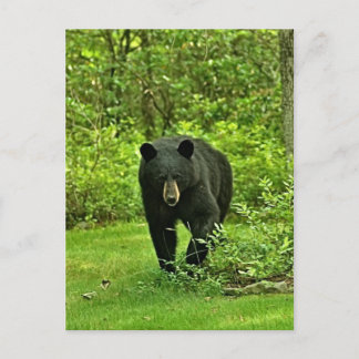 Postal Bear negro en el patio trasero