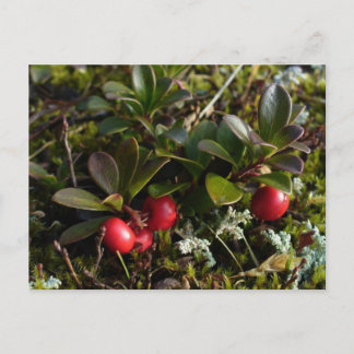 Postal Bearberries, isla Unalaska