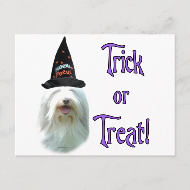 Postal Bearded Collie Trick (Anverso)