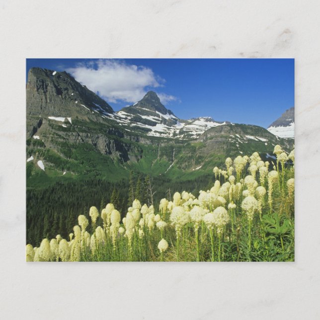 Postal Beargrass cerca de Logan Pass en Gacier National (Anverso)