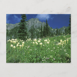 Postal Beargrass en el lago Eunice, Mt. Rainier NP, WA,