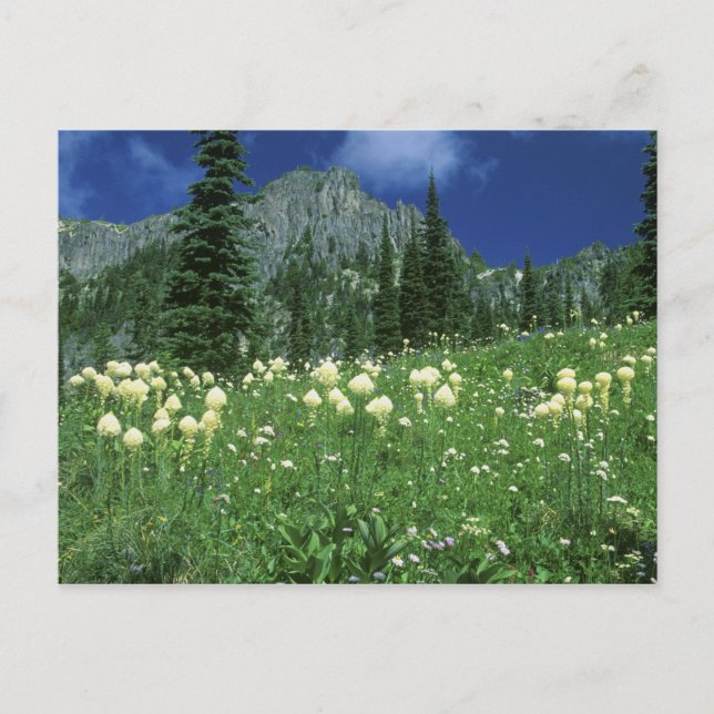 Postal Beargrass en el lago Eunice, Mt. Rainier NP, WA, (Anverso)