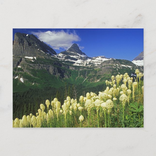 Postal Beargrass en el Paso Logan en el Parque Nacional G (Anverso)