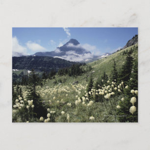 Postal Beargrass (Yucca sp.)