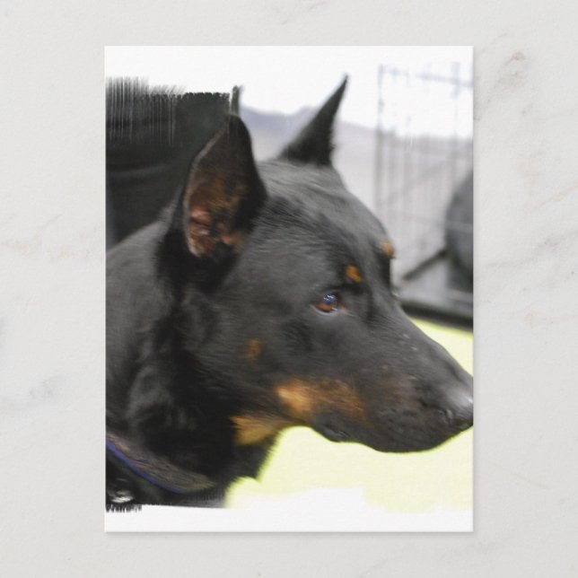 Postal Beauceron Postcard (Anverso)
