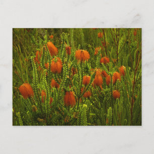 Postal Beaufortia Postcard