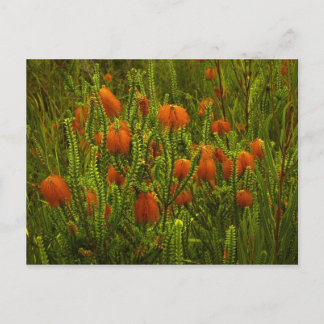Postal Beaufortia Postcard