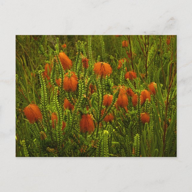 Postal Beaufortia Postcard (Anverso)