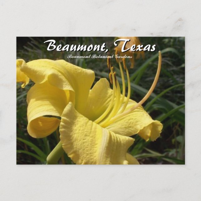 Postal Beaumont, Texas Botanical Garden Day Lily Travel (Anverso)
