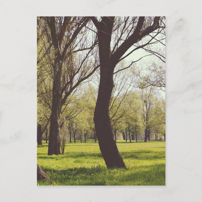 Postal Beautiful Meadow (Anverso)