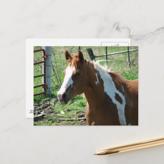 Postal Beautiful Paint Horse Mare in Summer Pasture (Anverso/Reverso In Situ)
