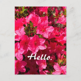 Postal Beautiful Pink Azaleas Flowers Hello Postcards 2