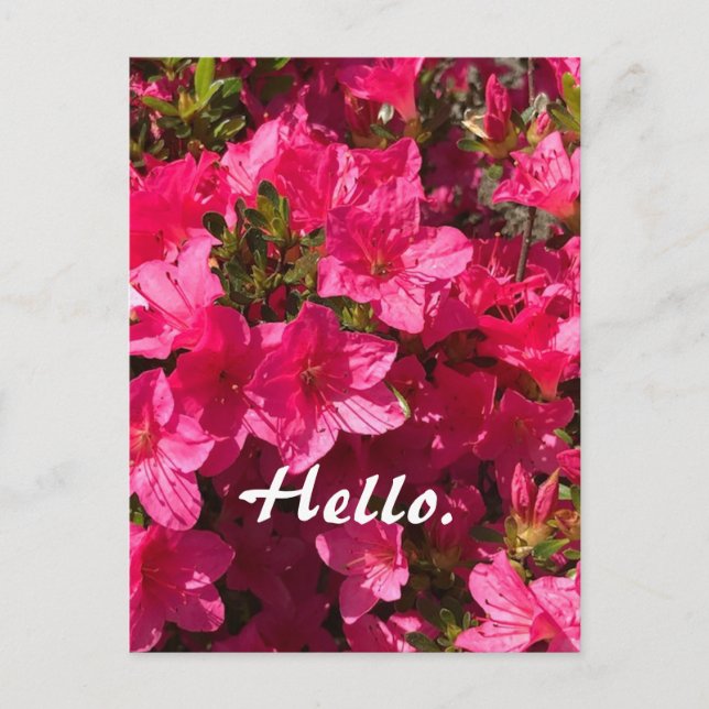 Postal Beautiful Pink Azaleas Flowers Hello Postcards 2 (Anverso)