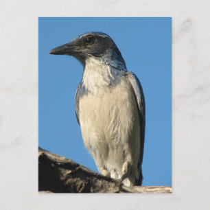 Postal Beautiful Western Scrub Jay
