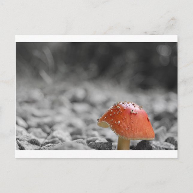 Postal Beauty Shroom (Anverso)