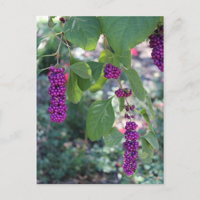 Postal Beautyberry americano # 1 (Anverso)