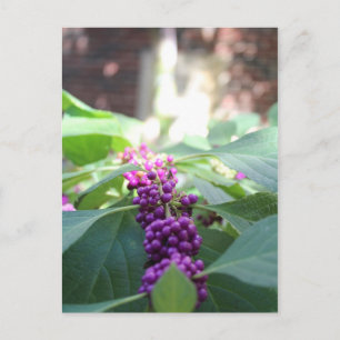 Postal Beautyberry americano # 3