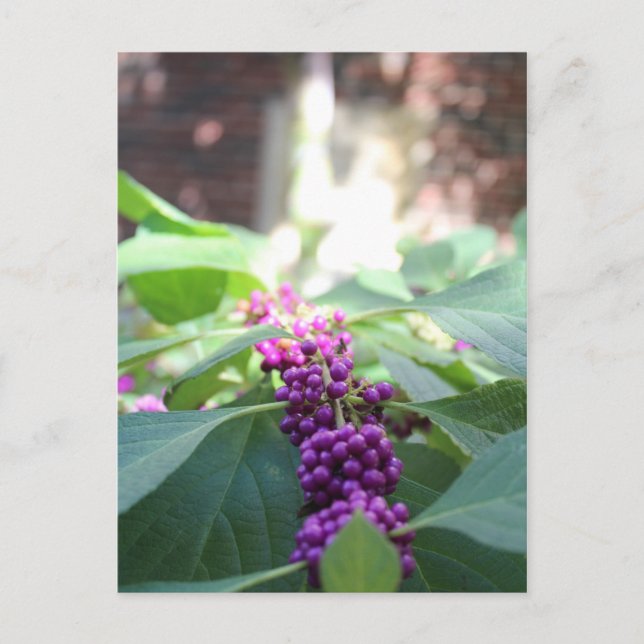 Postal Beautyberry americano # 4 (Anverso)