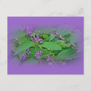 Postal Beautyberry estadounidense (Callicarpa americana)