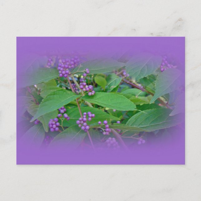 Postal Beautyberry estadounidense (Callicarpa americana) (Anverso)