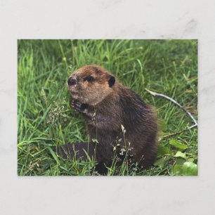Postal Beaver