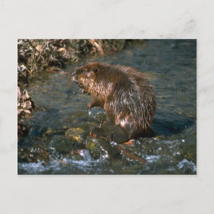 Postal Beaver